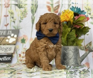 Goldendoodle (Miniature) Puppy for sale in LANCASTER, PA, USA