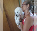 Small Photo #1 English Cream Golden Retriever Puppy For Sale in NORTHWOOD, OH, USA