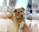 Small #6 Australian Retriever