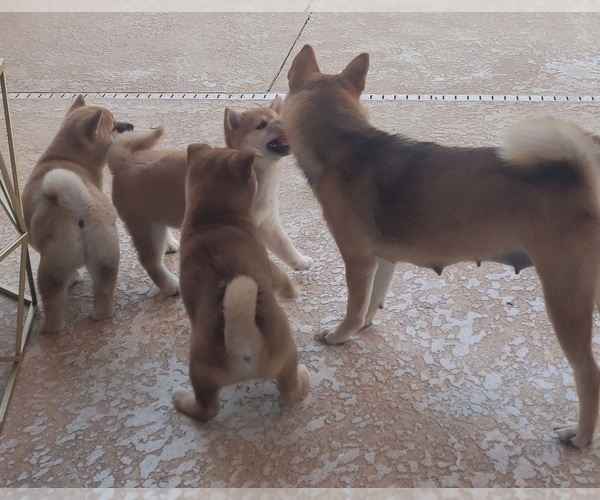 Medium Photo #6 Shiba Inu Puppy For Sale in WELLINGTON, FL, USA
