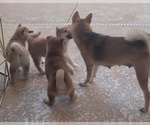 Small Photo #6 Shiba Inu Puppy For Sale in WELLINGTON, FL, USA