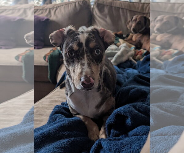 Medium Photo #1 Border Collie-Dachshund Mix Puppy For Sale in Aurora, CO, USA