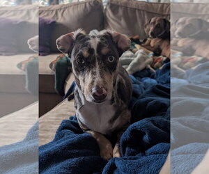 Border Collie-Dachshund Mix Dogs for adoption in Aurora, CO, USA