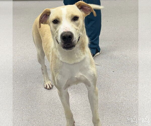 Medium Photo #1 Labrador Retriever-Retriever  Mix Puppy For Sale in Washington, DC, USA
