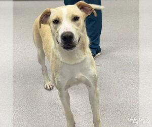 Labrador Retriever-Retriever  Mix Dogs for adoption in Washington, DC, USA