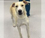 Small Labrador Retriever-Retriever Mix