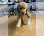 Small Photo #15 Golden Retriever Puppy For Sale in BRANDON, FL, USA