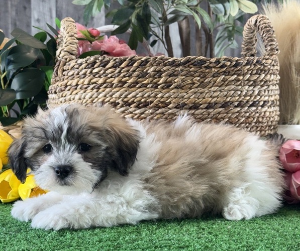 Medium Photo #3 La-Chon Puppy For Sale in CANOGA, NY, USA