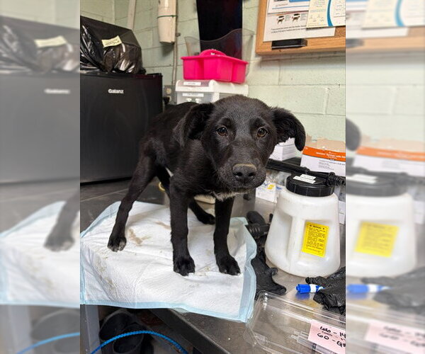 Medium Photo #1 Border Collie-Unknown Mix Puppy For Sale in Stockton, CA, USA