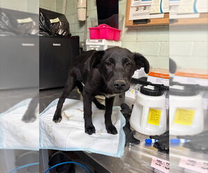 Border Collie-Unknown Mix Dogs for adoption in Stockton, CA, USA