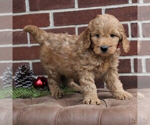 Goldendoodle-Poodle (Miniature) Mix Puppy for sale in LANCASTER, PA, USA
