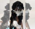 Puppy Oreo Bernedoodle mix (+ Poodle Standard)