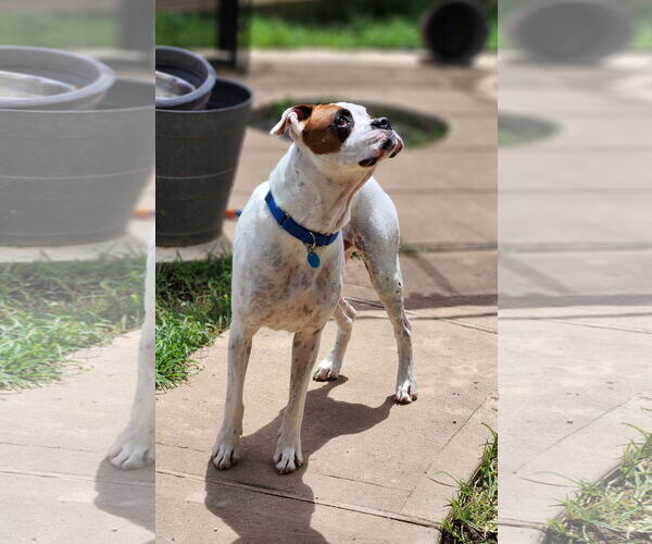 Medium Photo #27 Boxer-Unknown Mix Puppy For Sale in Rosenberg, TX, USA