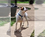 Small #26 Boxer Mix