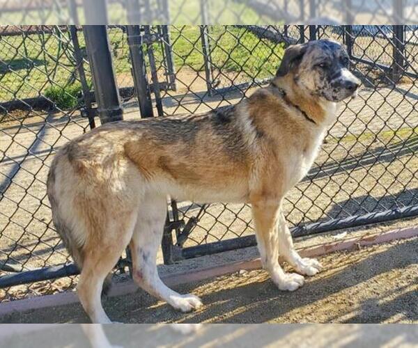 Medium Photo #2 German Shepherd Dog-Great Pyrenees Mix Puppy For Sale in Placerville, CA, USA