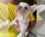 Small Photo #14 French Bulldog Puppy For Sale in CHULA VISTA, CA, USA
