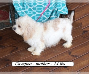Mother of the Cavapoo puppies born on 08/05/2025