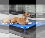 Small #3 Basset Hound Mix