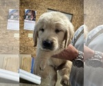Small #6 Golden Retriever