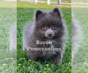 Pomeranian Puppy for sale in OAKDALE, LA, USA