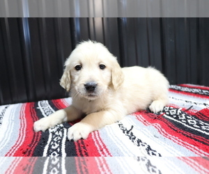 English Cream Golden Retriever Puppy for sale in SHILOH, OH, USA