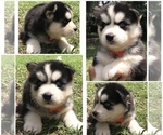 Small Photo #7 Siberian Husky Puppy For Sale in JACKSONVILLE, FL, USA