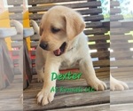 Small Photo #6 Labrador Retriever Puppy For Sale in SILSBEE, TX, USA