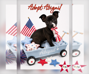 Chihuahua Dogs for adoption in Menifee, CA, USA