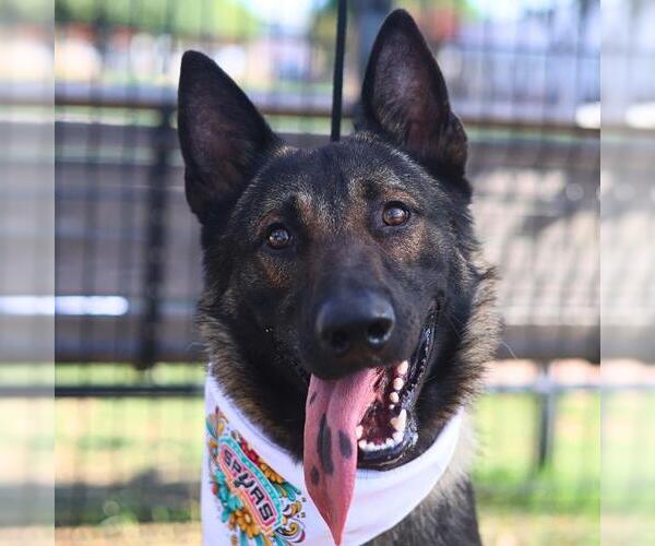 Medium Photo #1 Mutt Puppy For Sale in San Antonio, TX, USA