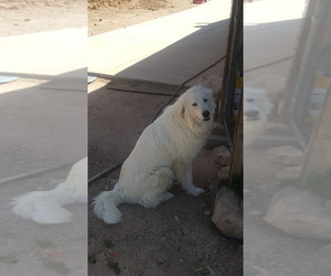 Mother of the Great Pyrenees puppies born on 03/31/2019