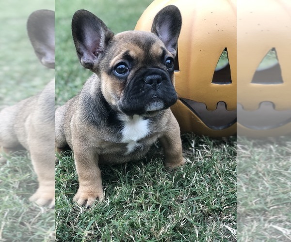 Medium Photo #6 French Bulldog Puppy For Sale in PARAGOULD, AR, USA