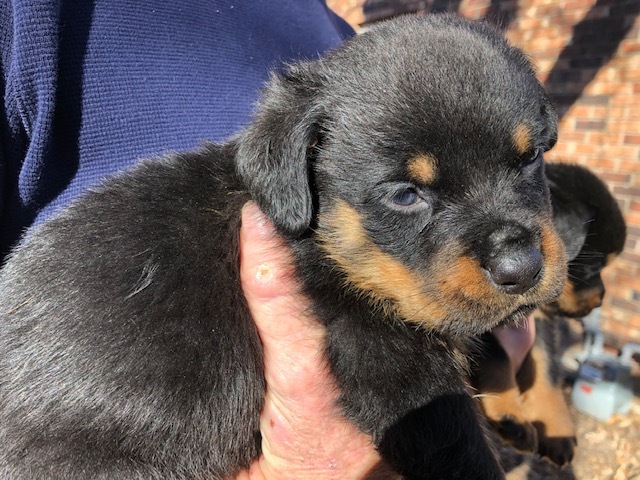 Medium Photo #1 Rottweiler Puppy For Sale in OSCEOLA, AR, USA