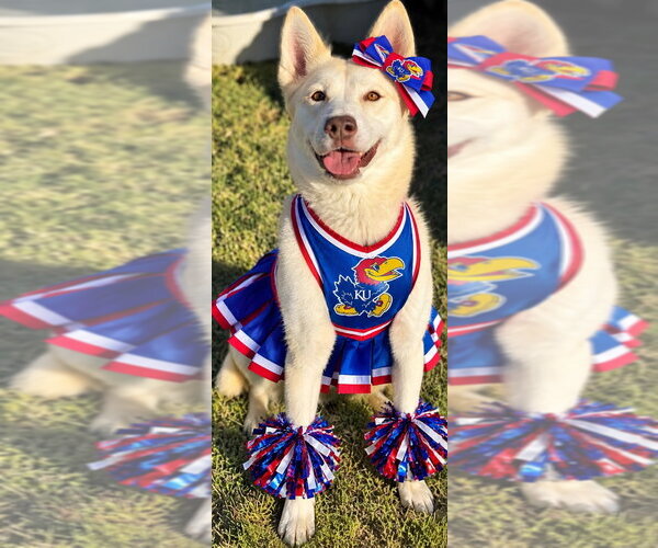 Medium Photo #1 Siberian Husky-Unknown Mix Puppy For Sale in Great Bend, KS, USA
