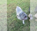 Little John - Male French Bulldog Puppy for Sale - Photo #2