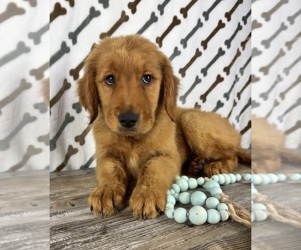 Medium Photo #2 Golden Retriever Puppy For Sale in INDIANAPOLIS, IN, USA