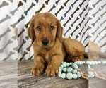 Small #1 Golden Retriever