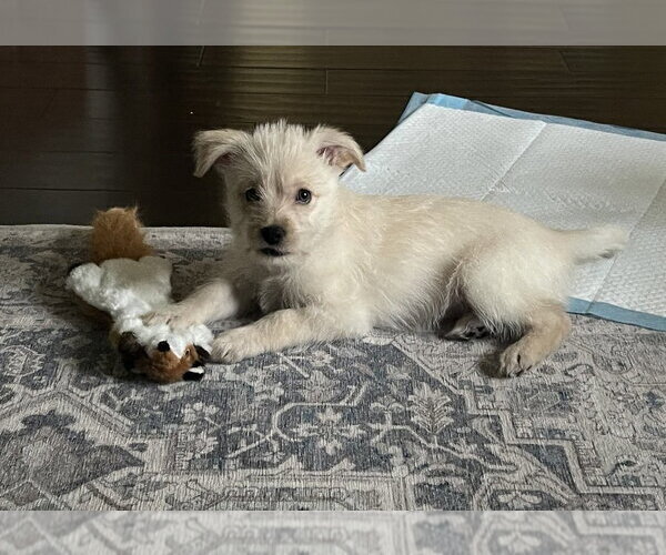 Medium Photo #2 Hava-Apso Puppy For Sale in Dana Point, CA, USA