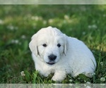 Small Photo #5 English Cream Golden Retriever Puppy For Sale in WOOSTER, OH, USA
