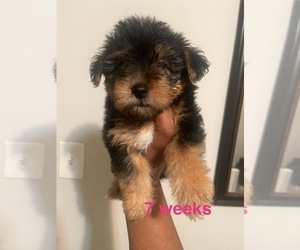 Poodle (Toy)-Yorkshire Terrier Mix Puppy for sale in SHELBY, NC, USA