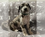 Puppy Dark Green Great Dane