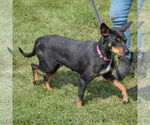 Small #2 Mutt