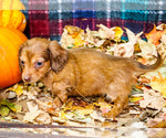 Small Photo #14 Dachshund Puppy For Sale in WAKARUSA, IN, USA