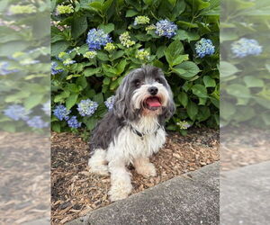 Shih Apso Dogs for adoption in Oakhurst, NJ, USA