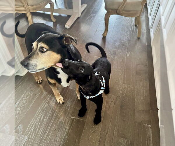 Medium Photo #2 Mutt Puppy For Sale in San Juan Capistrano, CA, USA