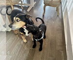 Small #1 Mutt