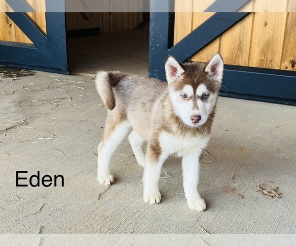 Medium Photo #1 Siberian Husky Puppy For Sale in GREENEVILLE, TN, USA