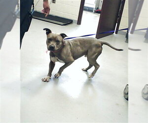 Mutt Dogs for adoption in Fayetteville, NC, USA