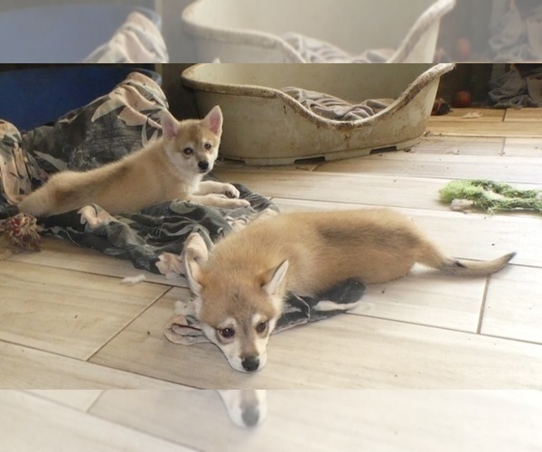 Medium Photo #3 Alaskan Klee Kai-Shiba Inu Mix Puppy For Sale in BANDON, OR, USA