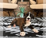 Image preview for Ad Listing. Nickname: Bailey AKC