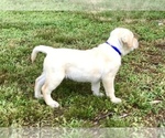 Small Photo #6 Labrador Retriever Puppy For Sale in NORWALK, CT, USA